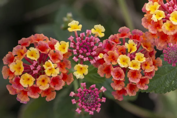 Vista Perto Das Lindas Flores Camara Lantana — Fotografia de Stock