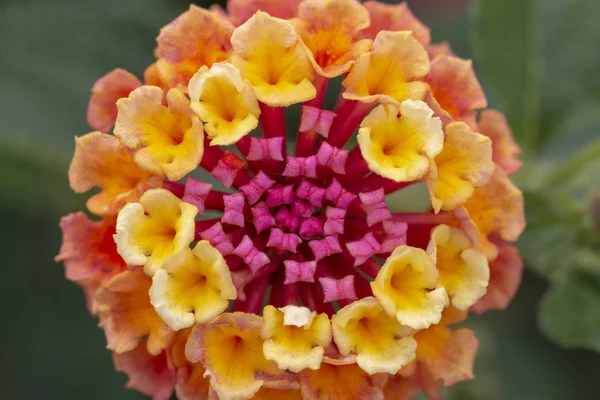 Vista Cerca Hermosa Flor Cámara Lantana —  Fotos de Stock