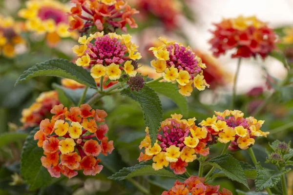 Close View Beautiful Lantana Camara Flowers — Stock Photo, Image