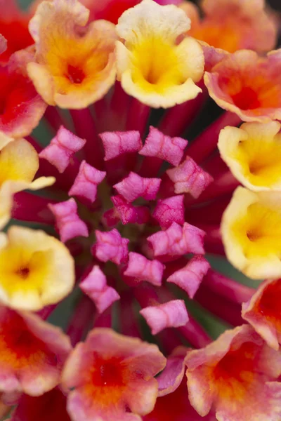 Vedere Aproape Frumoasei Flori Lantana Camara — Fotografie, imagine de stoc