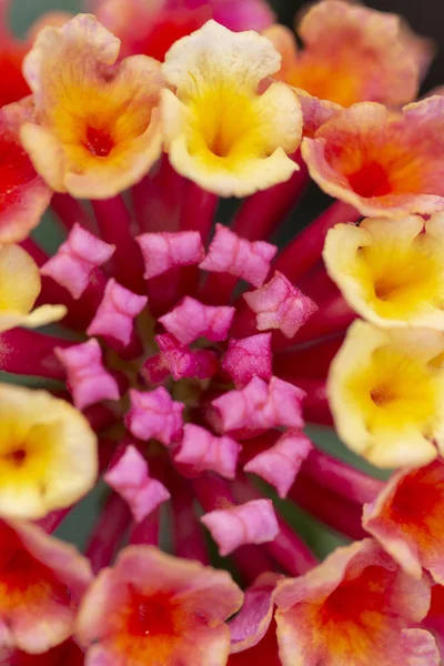 Vista Cerca Hermosa Flor Cámara Lantana — Foto de Stock