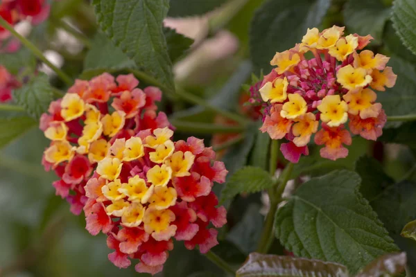 Close View Beautiful Lantana Camara Flowers — Stock Photo, Image