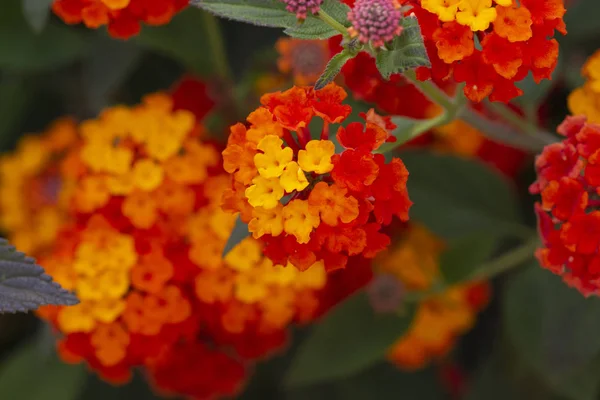 Vue Rapprochée Des Belles Fleurs Camara Lantana — Photo