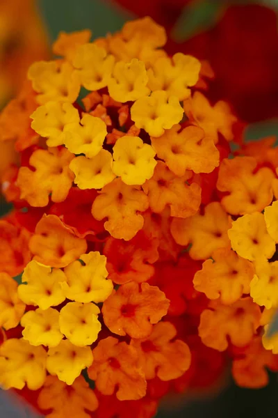 Zblízka Pohled Krásné Květiny Lantana Camara — Stock fotografie