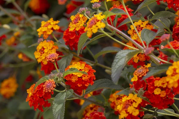 Закрыть Вид Красивые Цветы Камара Лантана — стоковое фото