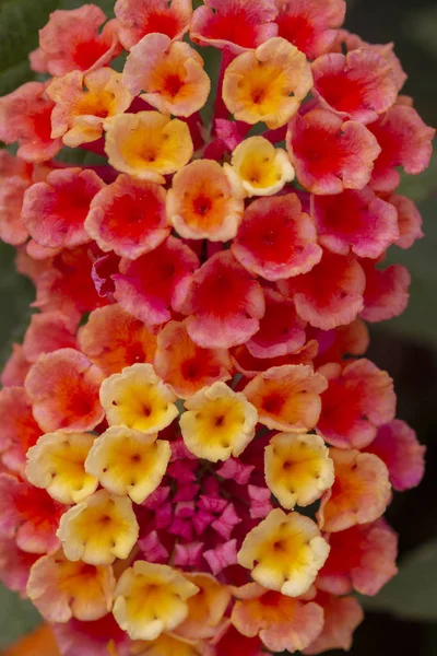 Zblízka Pohled Krásné Květiny Lantana Camara — Stock fotografie