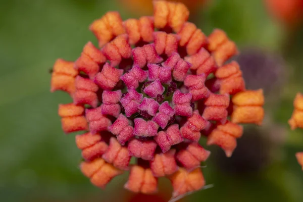 Vista Cerca Hermosa Flor Cámara Lantana —  Fotos de Stock