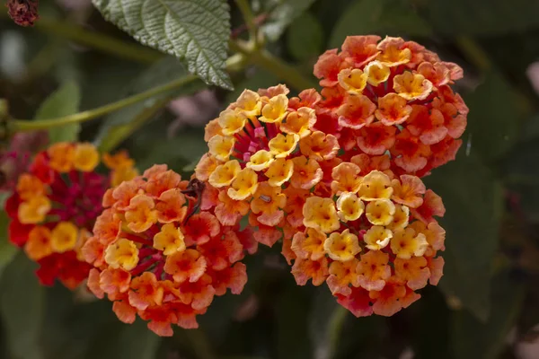美しいランタナ カマラの花のクローズ アップ表示 — ストック写真
