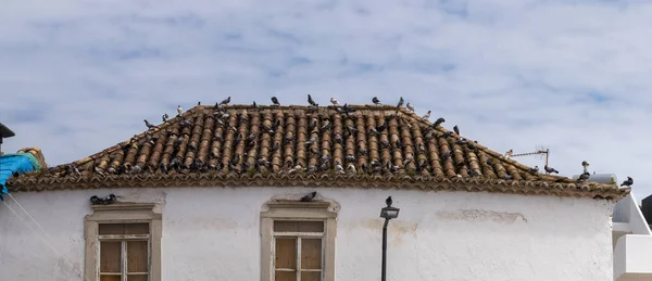 Pombos Cidade Telhado Edifício Velho — Fotografia de Stock