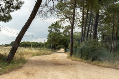 Yol çam ağaçları Gambelas alanında, Faro, Portekiz ile.