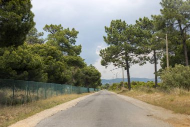 Yol çam ağaçları Gambelas alanında, Faro, Portekiz ile.