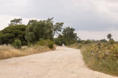 Yol çam ağaçları Gambelas alanında, Faro, Portekiz ile.