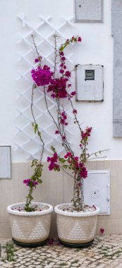 Bougainvillea çiçek bakış vazolar üzerinde kapatın.