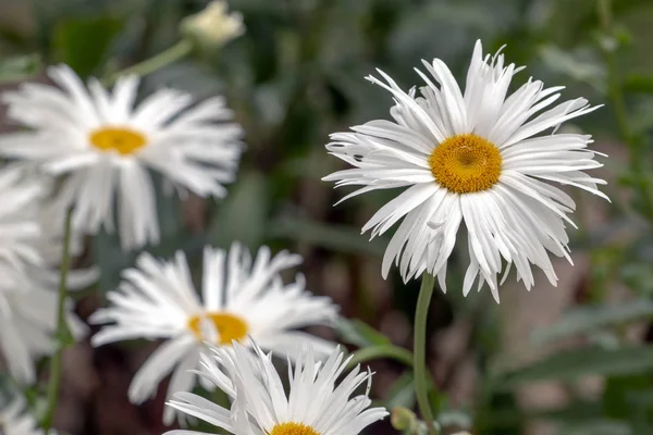 Veduta Ravvicinata Gruppo Margherite Bianche Shasta Sul Giardino — Foto Stock