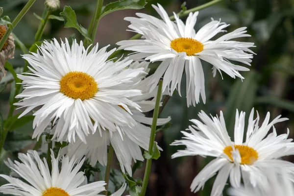 Veduta Ravvicinata Gruppo Margherite Bianche Shasta Sul Giardino — Foto Stock