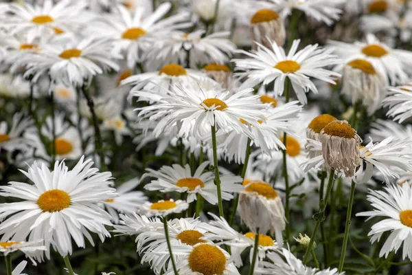 Close View Bunch Shasta White Daisies Garden — Stock Photo, Image