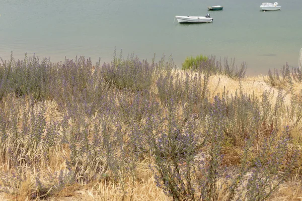 Vista Panorâmica Vegetação Dunas Areia Região Algarve — Fotografia de Stock