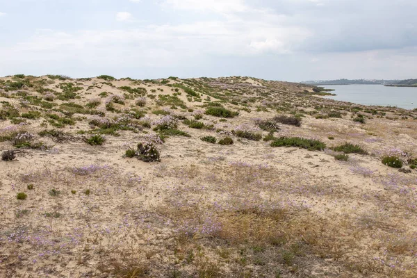 Vue Panoramique Végétation Des Dunes Sable Sur Région Algarve — Photo