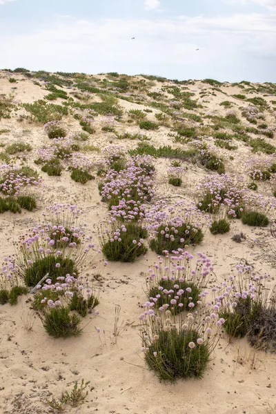 Vista Panorámica Vegetación Dunas Arena Región Del Algarve — Foto de Stock