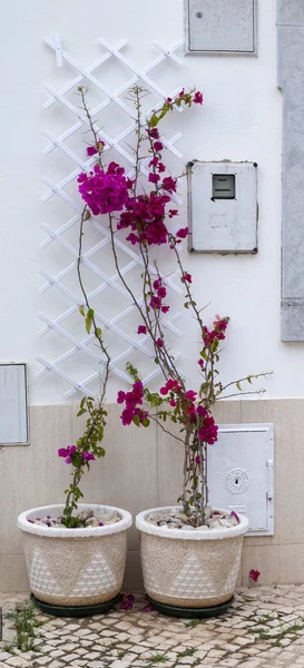 Vista Vicino Del Fiore Bougainvillea Sui Vasi — Foto Stock