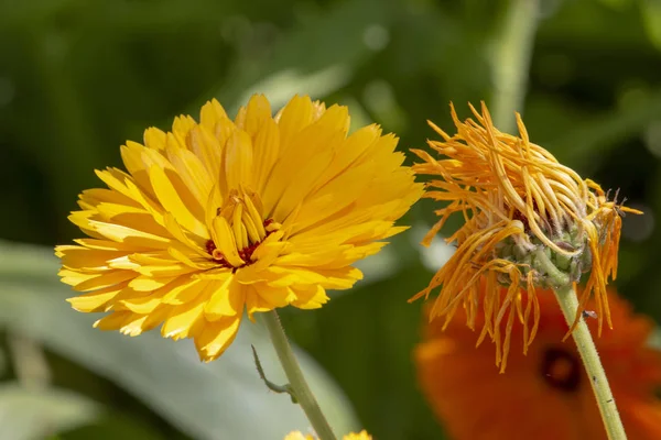 Close View Yellow Calendula Flower — Stock Photo, Image