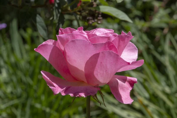 Zamknąć Widok Piękny Różowy Kwiat Róży Ogrodzie — Zdjęcie stockowe
