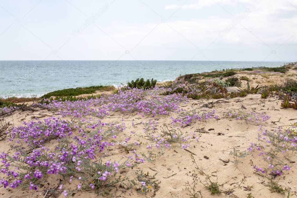 Scenic  view of sand dune vegetation on the Algarve region.