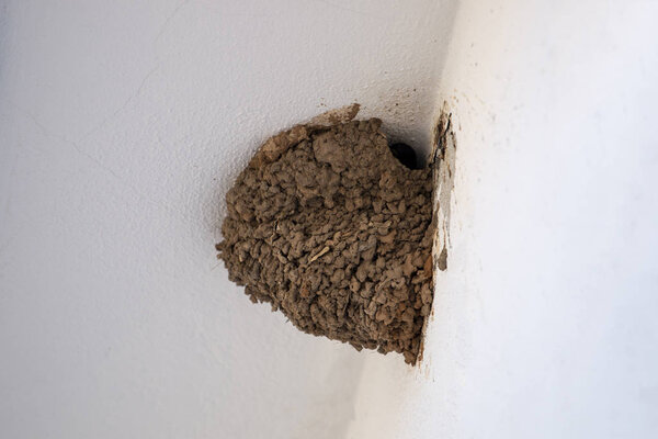 Крупный план грязного европейского ласточкиного гнезда
.