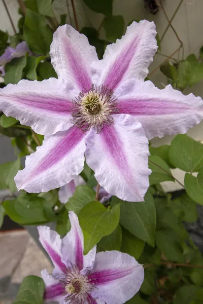 Close View Beautiful Clematis Florida Flowers — Stock Photo, Image