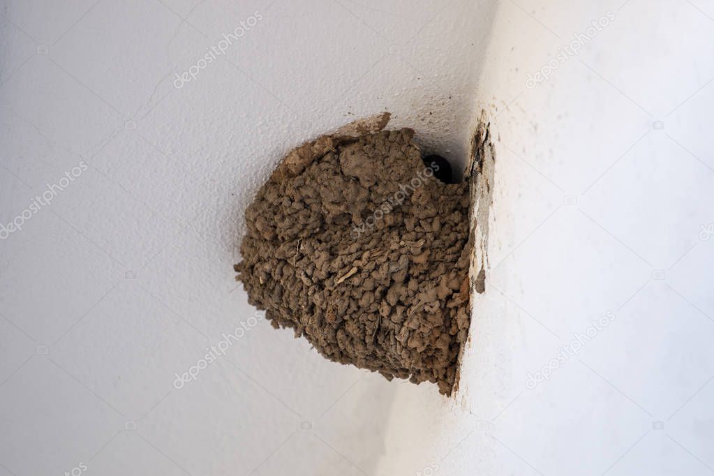 Close up view of a dirt European Swallow nest.