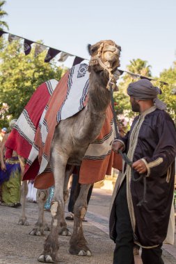 Bir deve Ortaçağ Festivali görünümü Kapat.