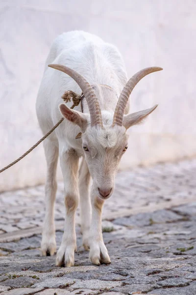 Close View White Goat Cobblestone Street — Stock Photo, Image