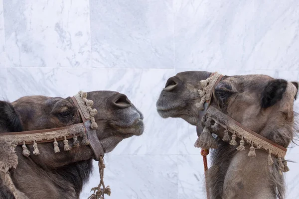 Close view of two camel heads in medieval festival.