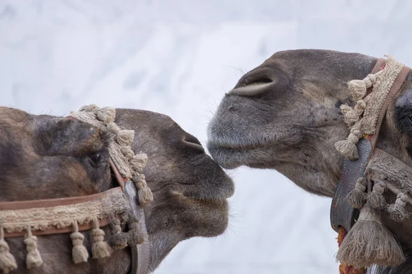 Vista Cercana Dos Cabezas Camello Festival Medieval —  Fotos de Stock
