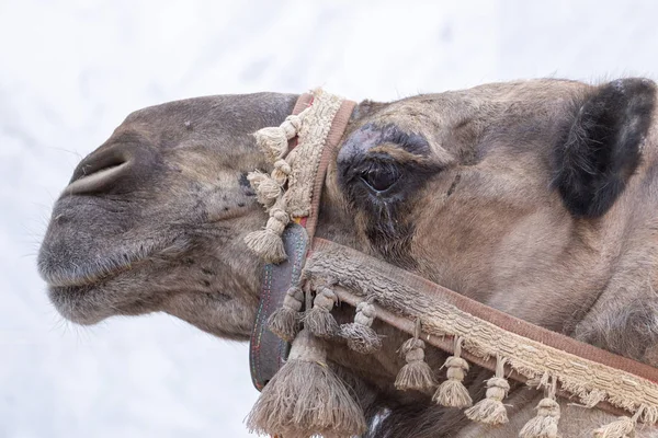 Vista Cercana Una Cabeza Camello Festival Medieval —  Fotos de Stock