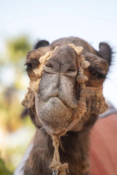 Vista Cercana Una Cabeza Camello Festival Medieval — Foto de Stock
