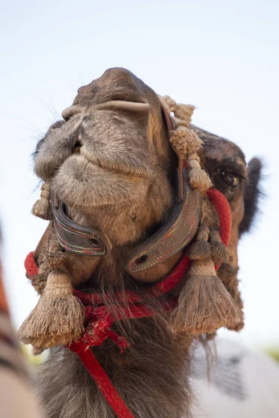 Vista Cercana Una Cabeza Camello Festival Medieval —  Fotos de Stock