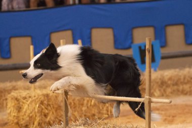Bir köpeğin engel tabii, Festivali gösterisinde atlama koşma görünümü Kapat.