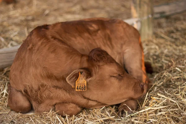 Close up view of a Brown cow sleeping on a rural fair.