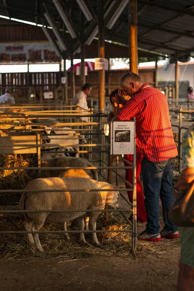 Lagoa Portugal Augusti 2018 Lokala Uppvisar Mässan Jordbruk Gårdens Djur — Stockfoto