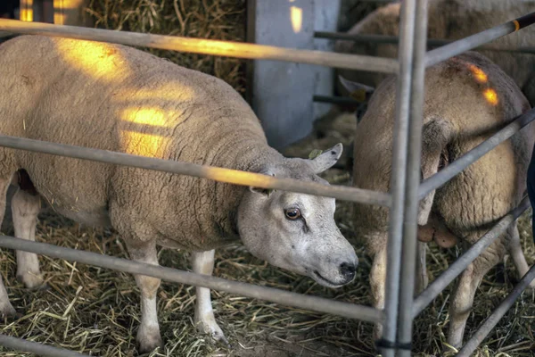 クローズ アップ農村フェア テクセル羊の品種の表示 — ストック写真