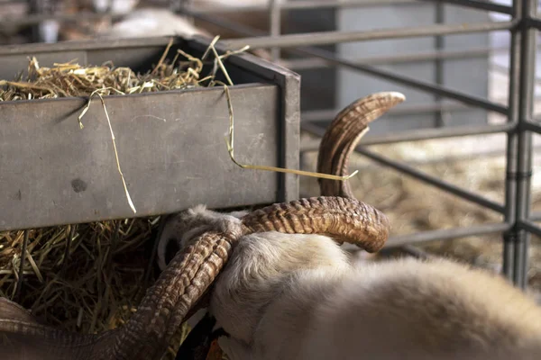 Vista Perto Uma Cabra Preta Branca Feira Rural — Fotografia de Stock