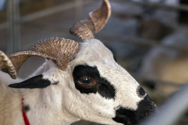 Close up view of a Black and white goat on rural fair.