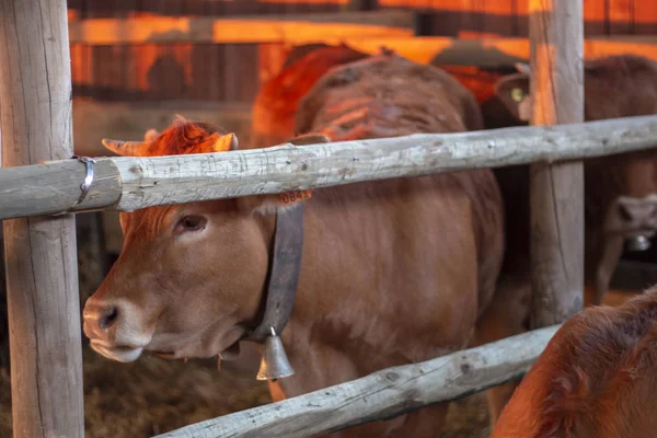 Close up view of a Brown cow on  a rural fair.