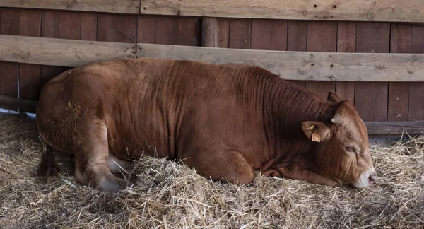 Close up view of a Brown cow on  a rural fair.