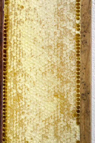 Stäng Upp Visa Detalj Full Fyllda Söt Honung Honeycomb — Stockfoto
