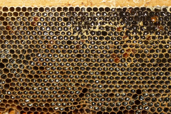 Stäng Upp Visa Detalj Full Fyllda Söt Honung Honeycomb — Stockfoto