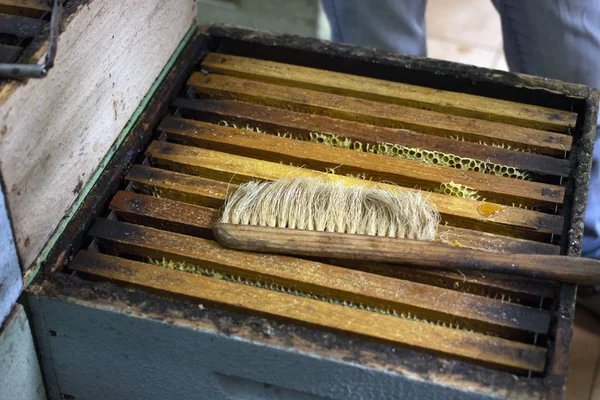 Biodlaren Borstar Honeycombs Med Borste Fabriken — Stockfoto