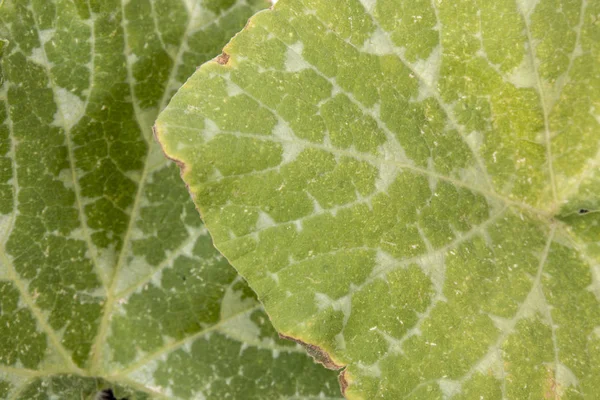 Close View Pumpkin Leaf Details — Stock Photo, Image