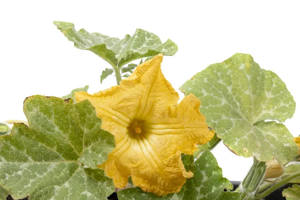 Flower of pumpkin plant on a white background.